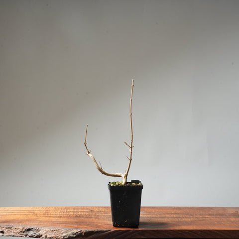 Field Maple Bonsai #90 - Bonsaify