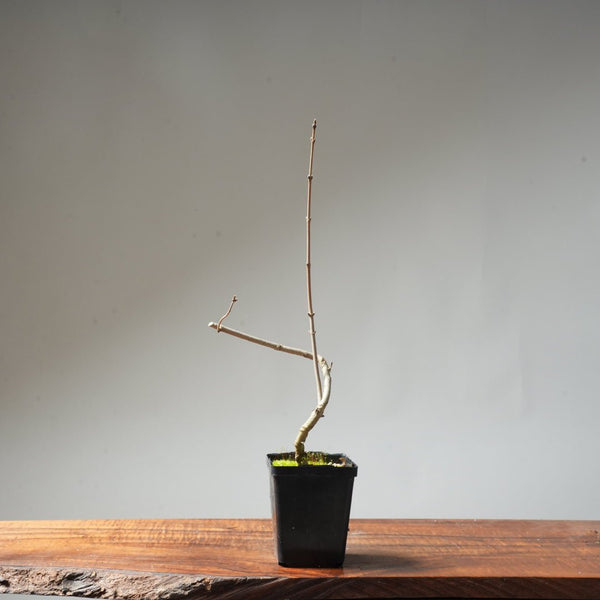 Field Maple Bonsai #91 - Bonsaify