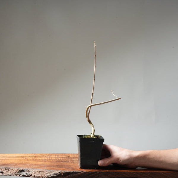 Field Maple Bonsai #91 - Bonsaify