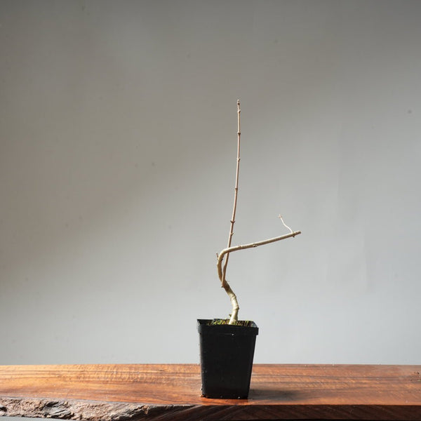 Field Maple Bonsai #91 - Bonsaify