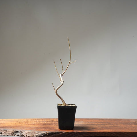 Field Maple Bonsai #92 - Bonsaify