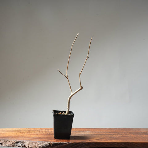 Field Maple Bonsai #93 - Bonsaify