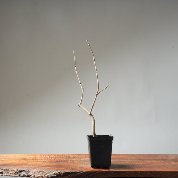 Field Maple Bonsai #93 - Bonsaify