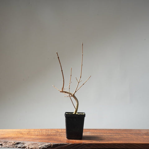 Field Maple Bonsai #94 - Bonsaify