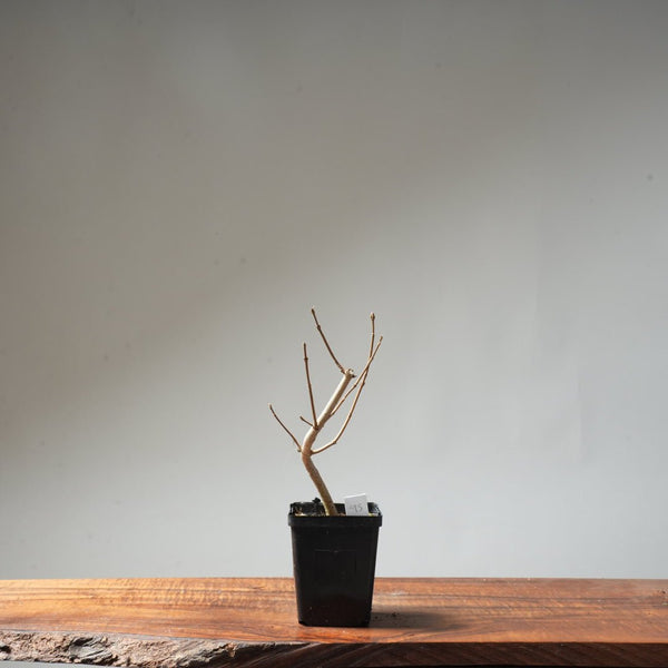 Field Maple Bonsai #95 - Bonsaify