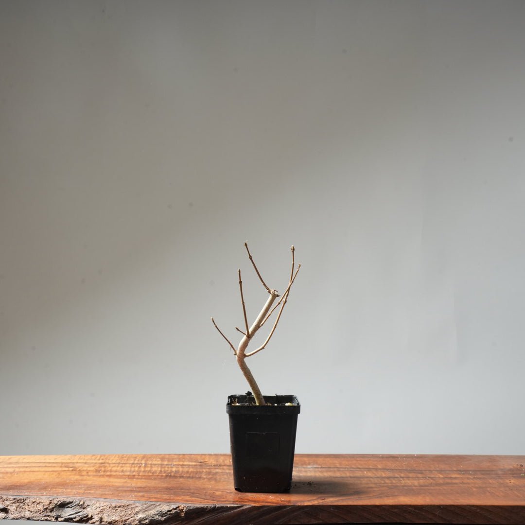 Field Maple Bonsai #95 - Bonsaify