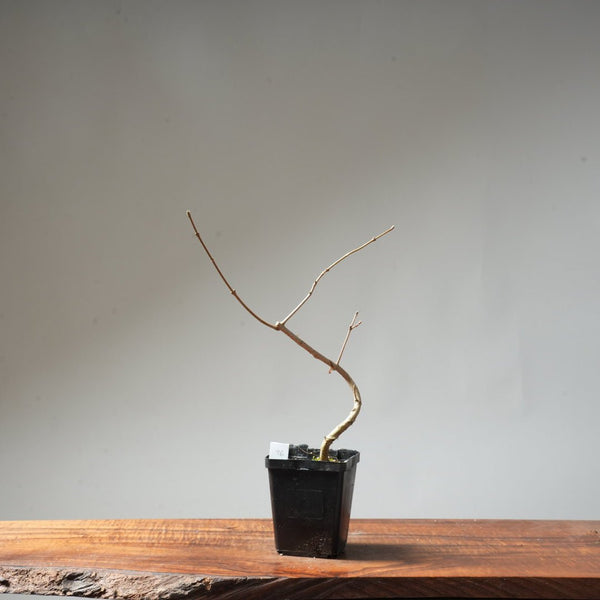 Field Maple Bonsai #96 - Bonsaify