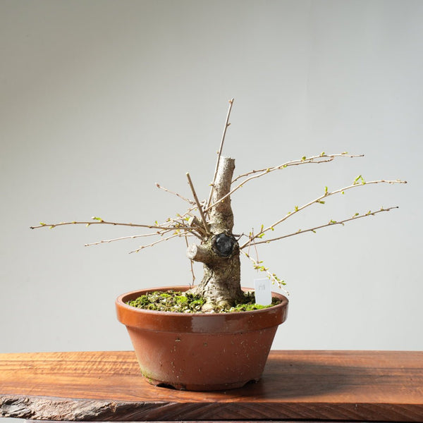 Fuji Cherry Bonsai #158 - Bonsaify