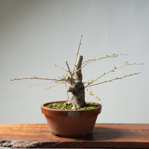 Fuji Cherry Bonsai #158 - Bonsaify