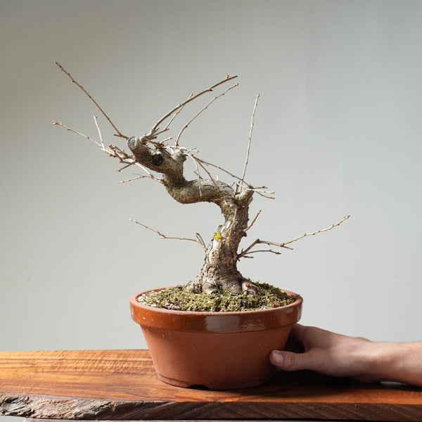 Fuji Cherry Bonsai #159 - Bonsaify