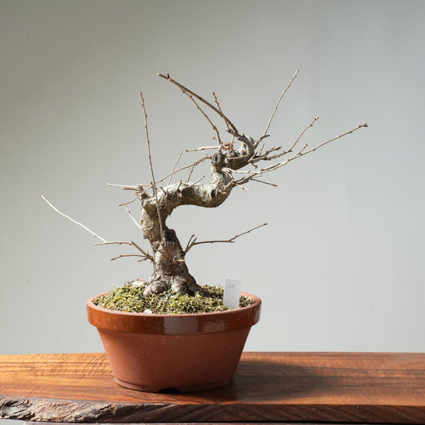 Fuji Cherry Bonsai #159 - Bonsaify