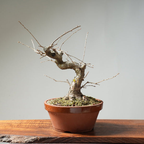 Fuji Cherry Bonsai #159 - Bonsaify