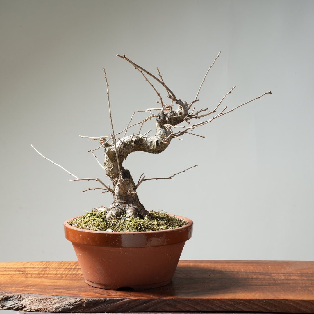 Fuji Cherry Bonsai #159 - Bonsaify