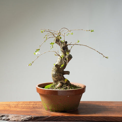 Fuji Cherry Bonsai #160 - Bonsaify