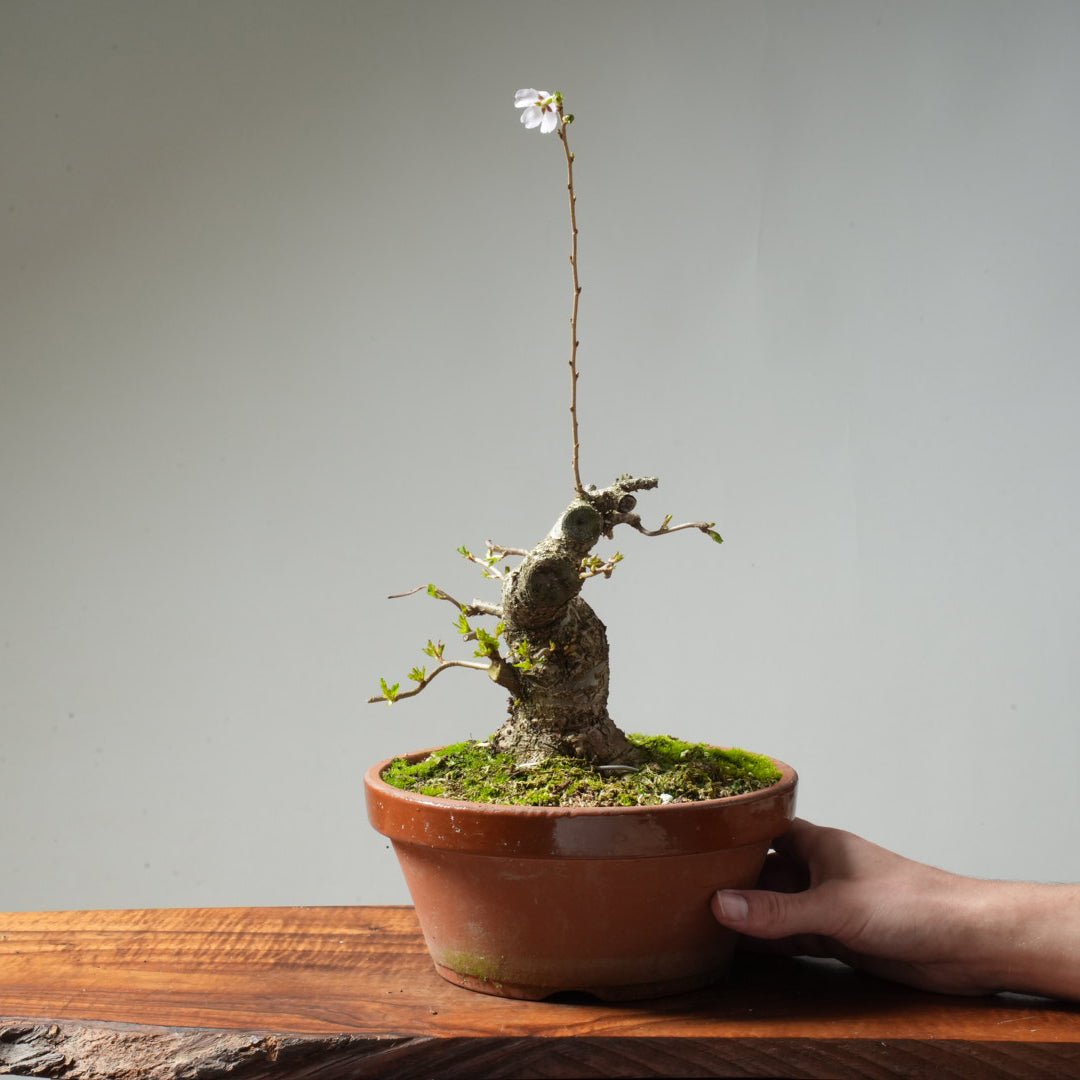 Fuji Cherry Bonsai #161 - Bonsaify