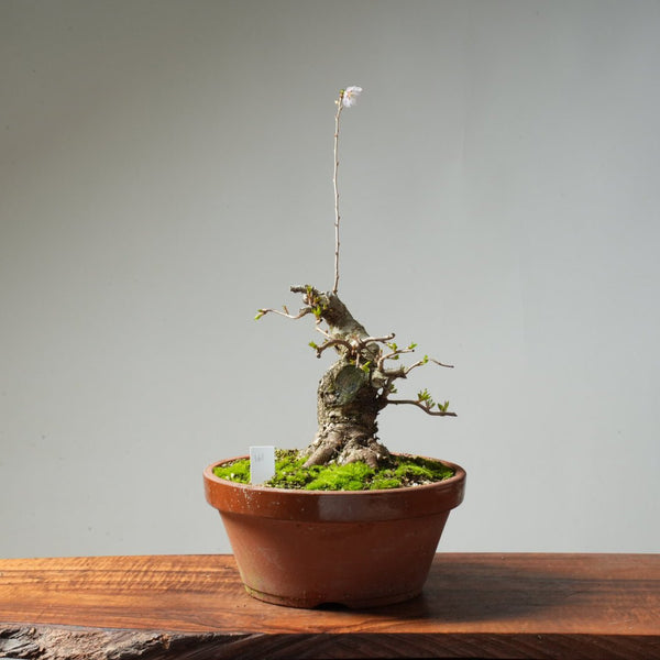 Fuji Cherry Bonsai #161 - Bonsaify