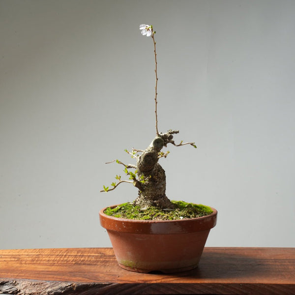 Fuji Cherry Bonsai #161 - Bonsaify