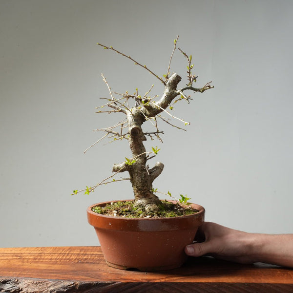 Fuji Cherry Bonsai #162 - Bonsaify