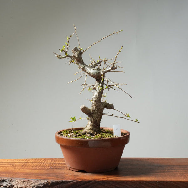 Fuji Cherry Bonsai #162 - Bonsaify