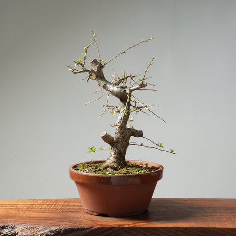 Fuji Cherry Bonsai #162 - Bonsaify