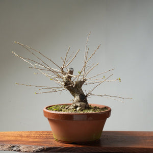 Fuji Cherry Bonsai #164 - Bonsaify