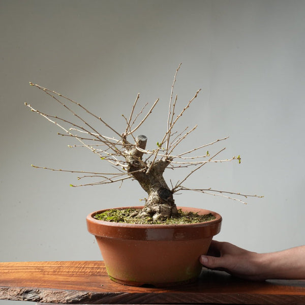 Fuji Cherry Bonsai #164 - Bonsaify