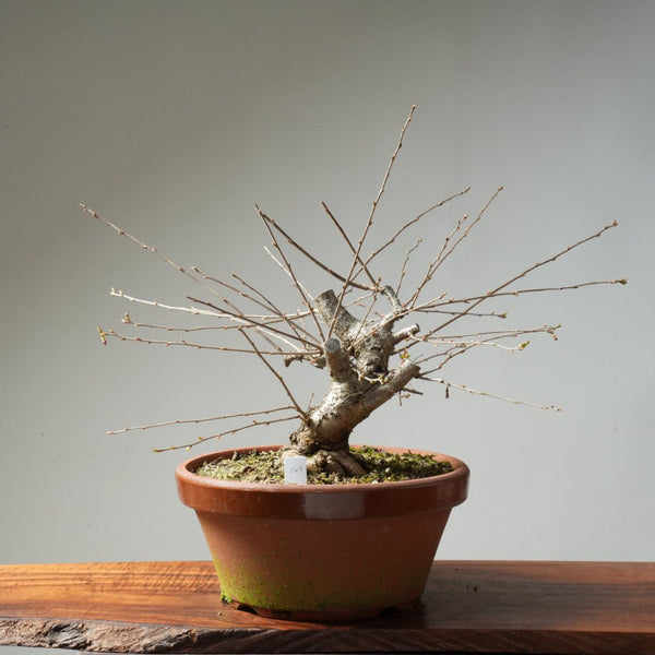 Fuji Cherry Bonsai #164 - Bonsaify