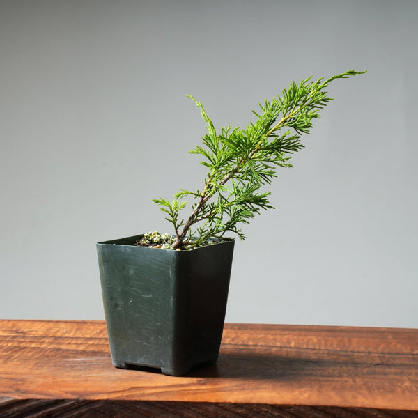 Itoigawa Juniper One - Year - Old Starters - Bonsaify