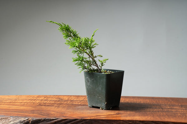 Itoigawa Juniper One - Year - Old Starters - Bonsaify