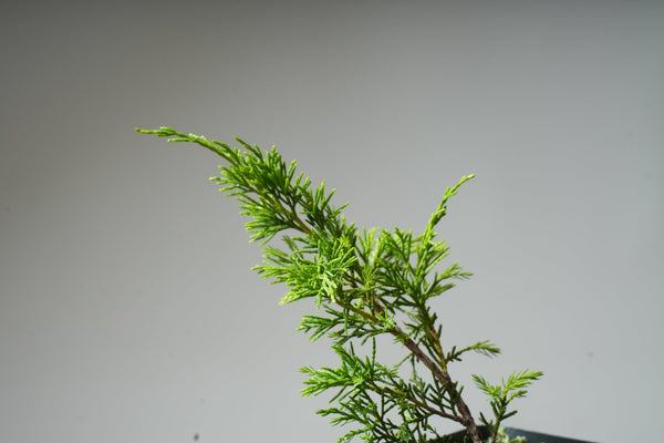 Itoigawa Juniper One - Year - Old Starters - Bonsaify