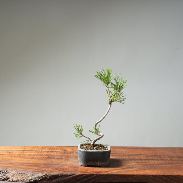 Japanese Black Pine #018 - Bonsaify