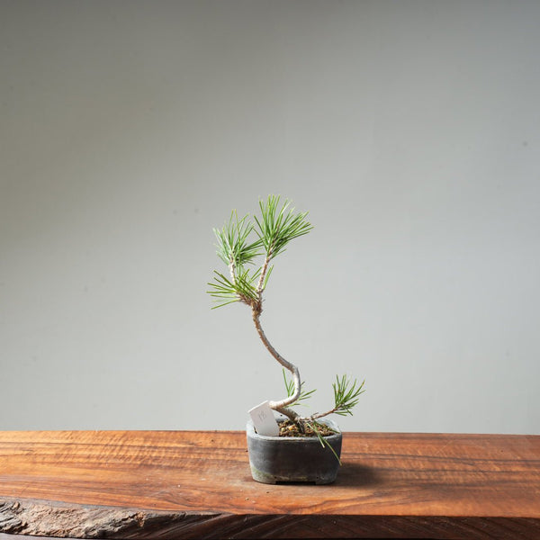 Japanese Black Pine #018 - Bonsaify