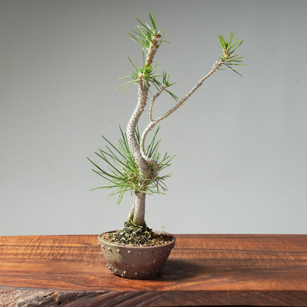 Japanese Black Pine #035 - Bonsaify