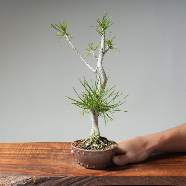 Japanese Black Pine #035 - Bonsaify