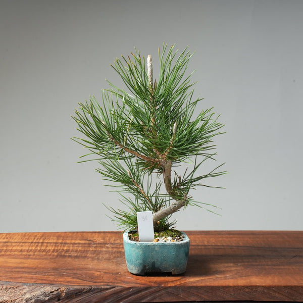 Japanese Black Pine #038 - Bonsaify