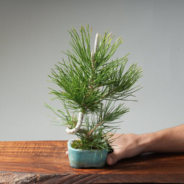 Japanese Black Pine #038 - Bonsaify