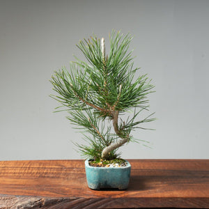 Japanese Black Pine #038 - Bonsaify