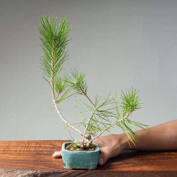 Japanese Black Pine #040 - Bonsaify