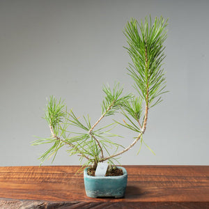 Japanese Black Pine #040 - Bonsaify