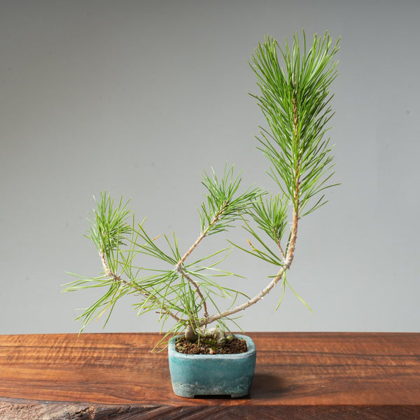 Japanese Black Pine #040 - Bonsaify