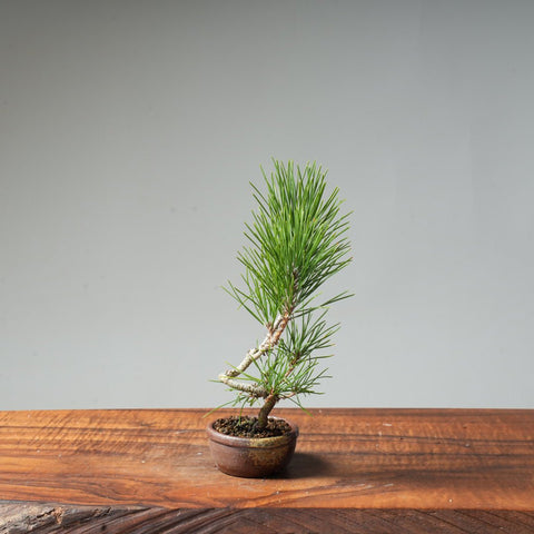 Japanese Black Pine #1 - Bonsaify