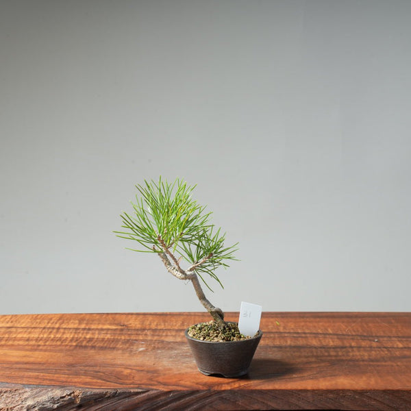 Japanese Black Pine #31 - Bonsaify