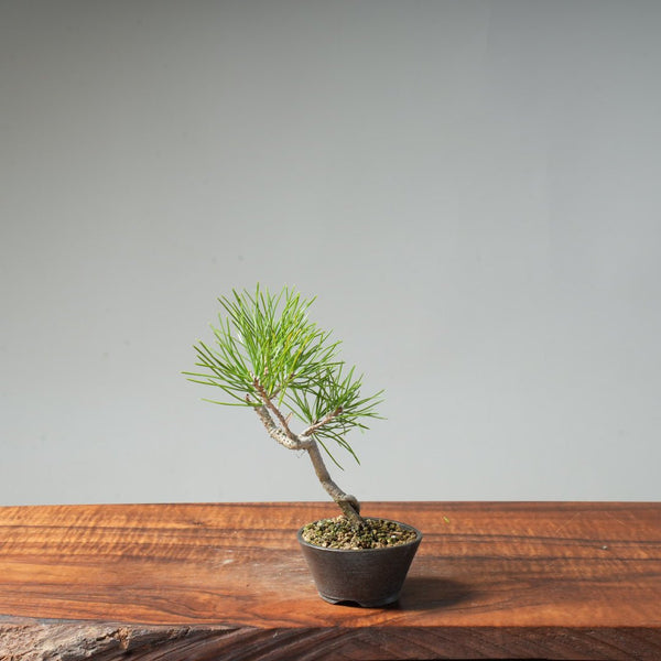 Japanese Black Pine #31 - Bonsaify