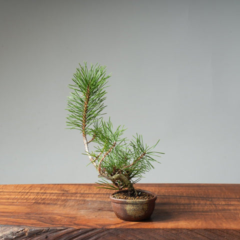 Japanese Black Pine #4 - Bonsaify