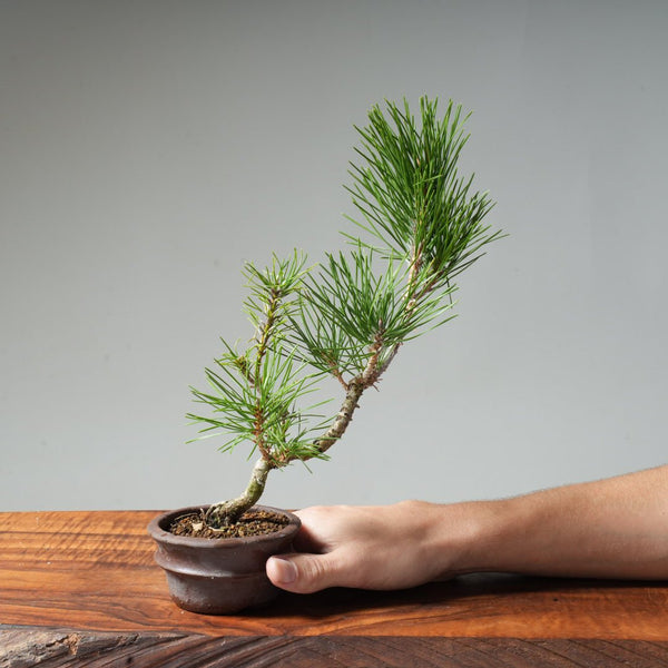 Japanese Black Pine #8 - Bonsaify