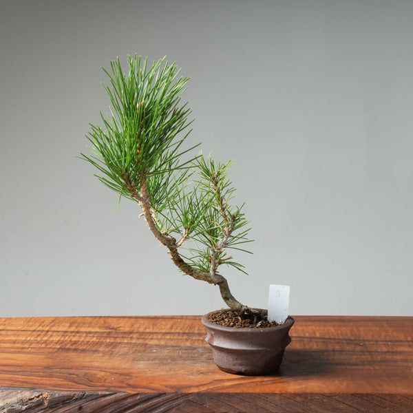 Japanese Black Pine #8 - Bonsaify