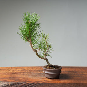 Japanese Black Pine #8 - Bonsaify