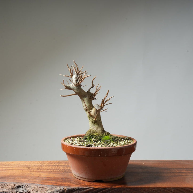 Best Bonsai for Outdoors