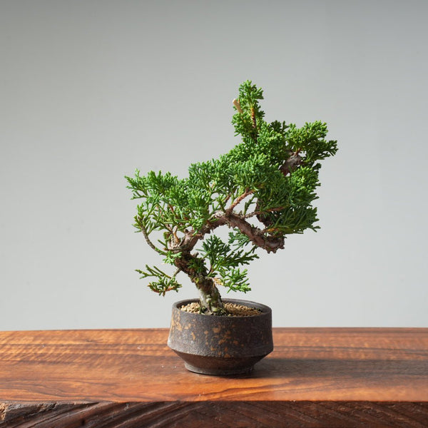 Kishu Juniper #27 - Bonsaify