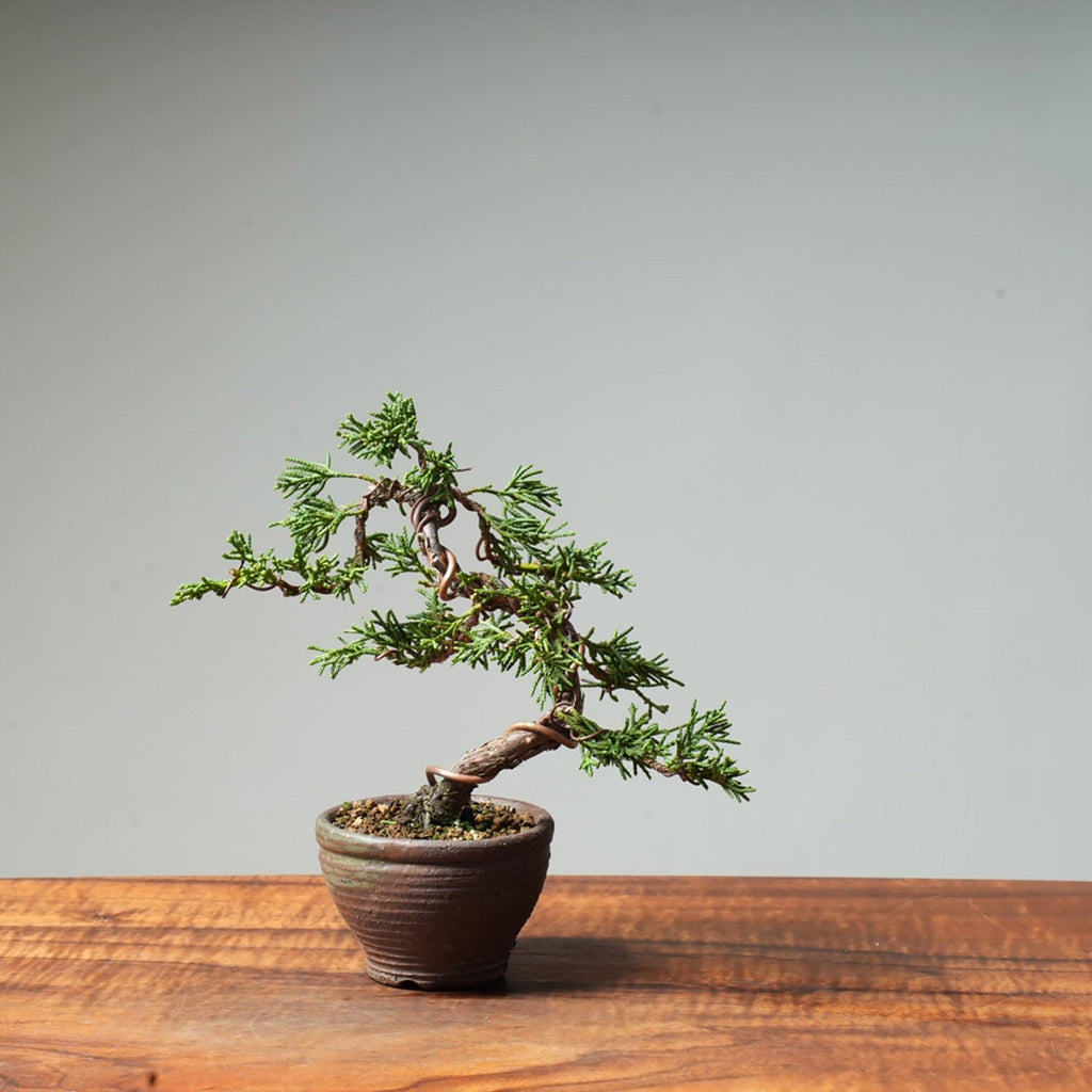 Kishu Juniper #42 - Bonsaify